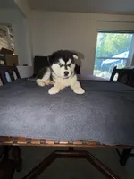 Junior , a male Siberian Husky for sale in Rainier, WA – 2 of 2