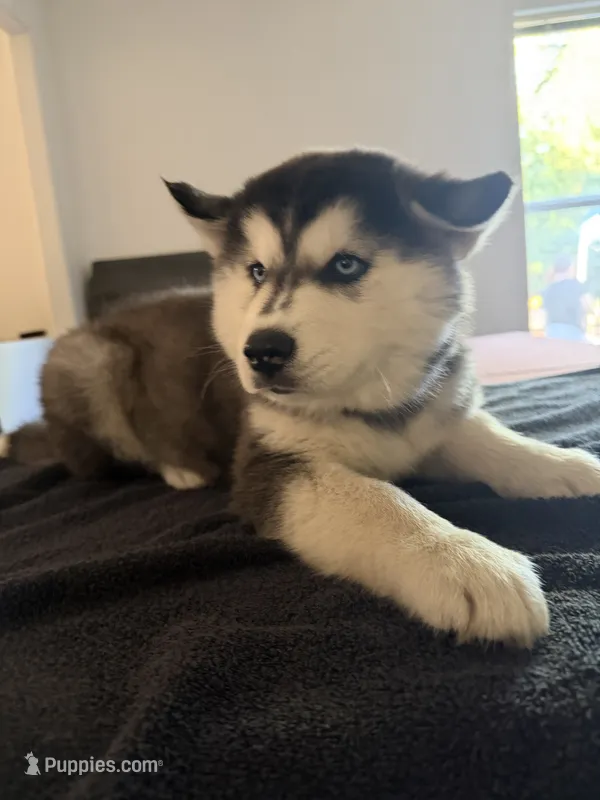 JR – Siberian Husky puppy for sale in Rainier, WA