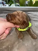 Neon Green Girl, a female Poodle - Miniature  for sale in Guntersville, AL – 3 of 7