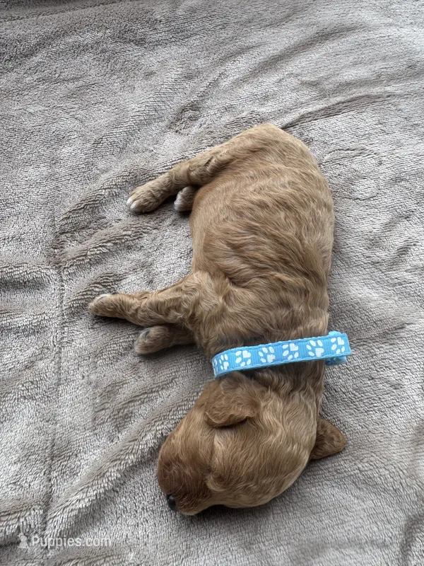 Blue Boy  – Poodle - Miniature  puppy for sale in Guntersville, AL