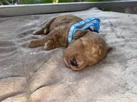 Blue Boy , a male Poodle - Miniature  for sale in Guntersville, AL – 2 of 6