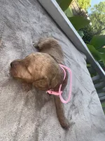Pink Girl, a female Poodle - Miniature  for sale in Guntersville, AL – 6 of 6