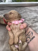 Pink Girl, a female Poodle - Miniature  for sale in Guntersville, AL – 2 of 6
