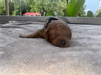 Black boy , a male Poodle - Miniature  for sale in Guntersville, AL – 6 of 6