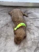 Neon Green Girl, a female Poodle - Miniature  for sale in Guntersville, AL – 7 of 7