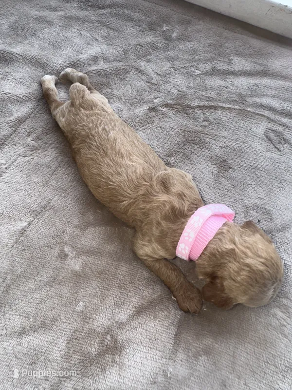 Pink Girl – Poodle - Miniature  puppy for sale in Guntersville, AL