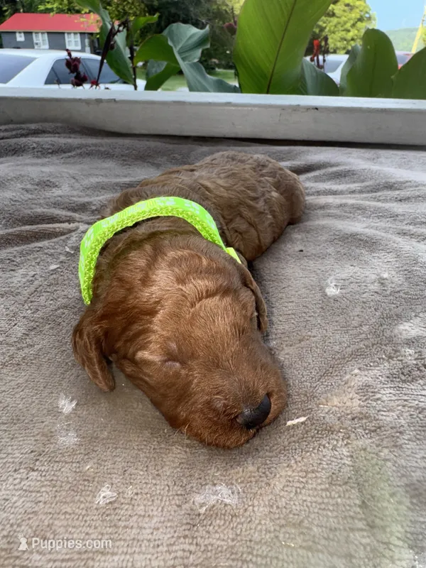 Neon Green Girl – Poodle - Miniature  puppy for sale in Guntersville, AL