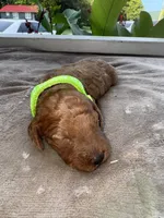 Neon Green Girl, a female Poodle - Miniature  for sale in Guntersville, AL – 1 of 7