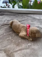 Red Girl, a female Poodle - Miniature  for sale in Guntersville, AL – 4 of 7