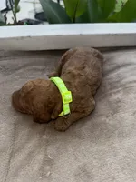 Neon Green Girl, a female Poodle - Miniature  for sale in Guntersville, AL – 5 of 7