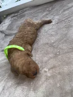 Neon Green Girl, a female Poodle - Miniature  for sale in Guntersville, AL – 6 of 7