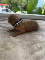 Black boy , a male Poodle - Miniature  for sale in Guntersville, AL – 3 of 6