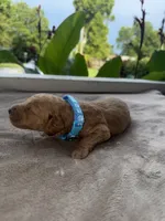 Blue Boy , a male Poodle - Miniature  for sale in Guntersville, AL – 3 of 6