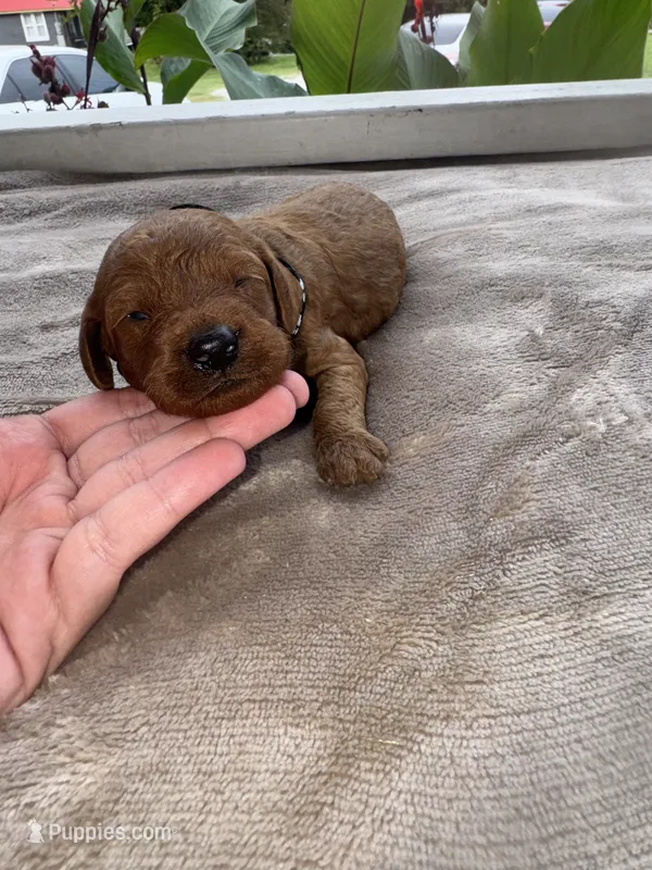 Black boy  – Poodle - Miniature  puppy for sale in Guntersville, AL