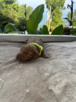 Neon Green Girl, a female Poodle - Miniature  for sale in Guntersville, AL – 2 of 7