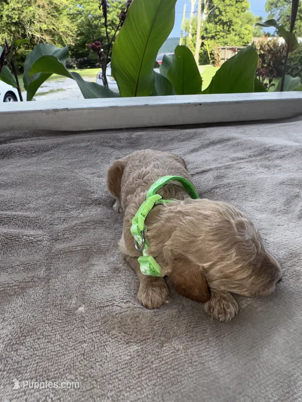 Green boy – Poodle - Miniature  puppy for sale in Guntersville, AL