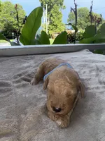 Blue Boy , a male Poodle - Miniature  for sale in Guntersville, AL – 4 of 6