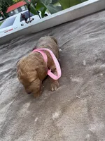 Pink Girl, a female Poodle - Miniature  for sale in Guntersville, AL – 3 of 6