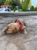 Red Girl, a female Poodle - Miniature  for sale in Guntersville, AL – 5 of 7