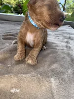 Blue Boy , a male Poodle - Miniature  for sale in Guntersville, AL – 6 of 6