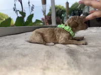 Green boy, a male Poodle - Miniature  for sale in Guntersville, AL – 3 of 5
