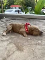 Red Girl, a female Poodle - Miniature  for sale in Guntersville, AL – 3 of 7