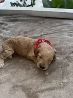 Red Girl, a female Poodle - Miniature  for sale in Guntersville, AL – 2 of 7