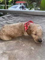 Red Girl, a female Poodle - Miniature  for sale in Guntersville, AL – 6 of 7