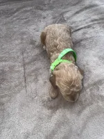 Green boy, a male Poodle - Miniature  for sale in Guntersville, AL – 4 of 5