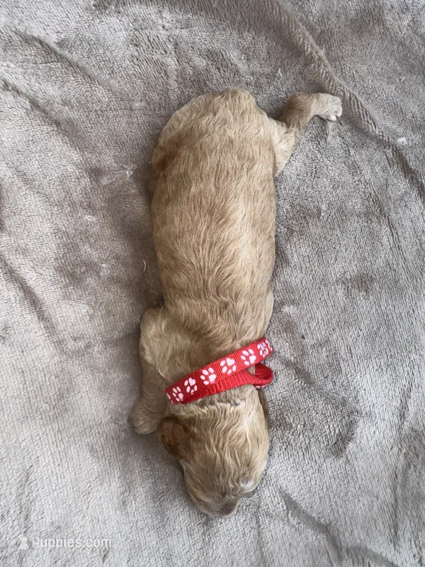 Red Girl – Poodle - Miniature  puppy for sale in Guntersville, AL