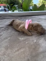 Pink Girl, a female Poodle - Miniature  for sale in Guntersville, AL – 4 of 6