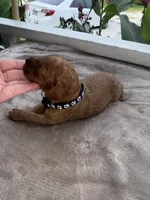 Black boy , a male Poodle - Miniature  for sale in Guntersville, AL – 2 of 6