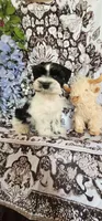 Split, a male Miniature Schnauzer for sale in Chino Valley, AZ – 7 of 10