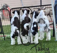 Tubby, a male Miniature Schnauzer for sale in Chino Valley, AZ – 3 of 7