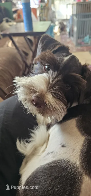 Potter – Miniature Schnauzer puppy for sale in Chino Valley, AZ