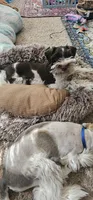 Tubby, a male Miniature Schnauzer for sale in Chino Valley, AZ – 9 of 10
