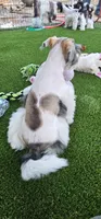 Rocket, a male Miniature Schnauzer for sale in Chino Valley, AZ – 2 of 9