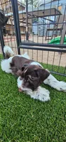 Potter, a male Miniature Schnauzer for sale in Chino Valley, AZ – 4 of 7
