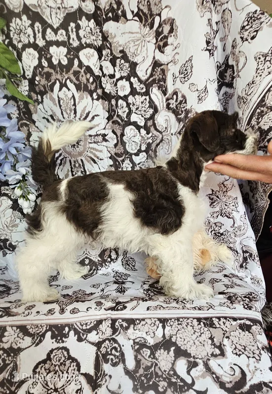 Tubby – Miniature Schnauzer puppy for sale in Chino Valley, AZ