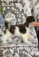 Tubby, a male Miniature Schnauzer for sale in Chino Valley, AZ – 1 of 7