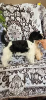 Split, a male Miniature Schnauzer for sale in Chino Valley, AZ – 3 of 10