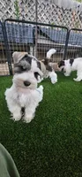 Rocket, a male Miniature Schnauzer for sale in Chino Valley, AZ – 7 of 9
