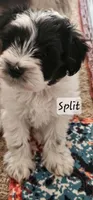 Split, a male Miniature Schnauzer for sale in Chino Valley, AZ – 2 of 10