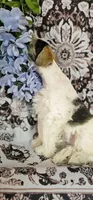 Rocket, a male Miniature Schnauzer for sale in Chino Valley, AZ – 4 of 9