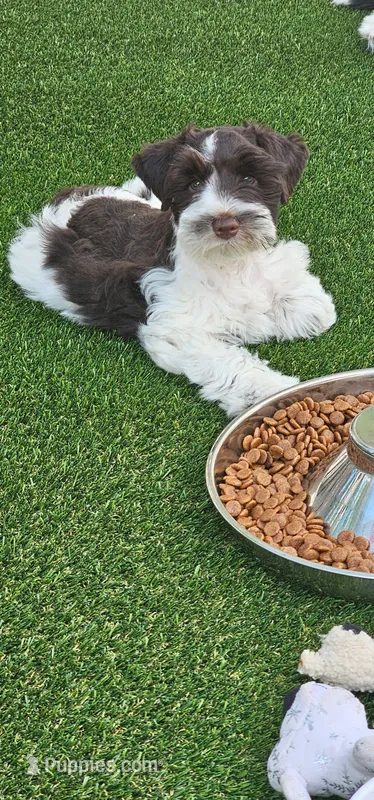 Potter – Miniature Schnauzer puppy for sale in Chino Valley, AZ