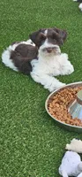 Potter, a male Miniature Schnauzer for sale in Chino Valley, AZ – 2 of 7