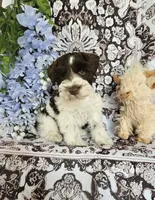 Tubby, a male Miniature Schnauzer for sale in Chino Valley, AZ – 7 of 7