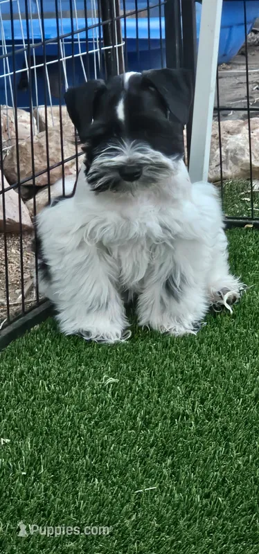 Split – Miniature Schnauzer puppy for sale in Chino Valley, AZ