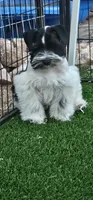 Split, a male Miniature Schnauzer for sale in Chino Valley, AZ – 1 of 10