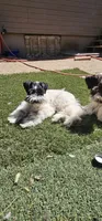 Split, a male Miniature Schnauzer for sale in Chino Valley, AZ – 10 of 10